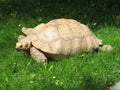 Turtle Royalty Free Stock Photo