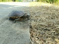 A turtle is walking across the road. to find a new source of water to live.