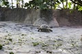 Turtle walking around in the zoo. Royalty Free Stock Photo