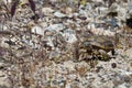 Turtle walking through the desert across country