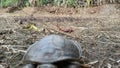 Turtle walking the in the forest