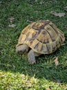 Turtle walking on the grass