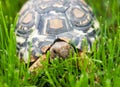 Turtle walking in the green grass Royalty Free Stock Photo