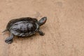 Turtle walking on the ground.