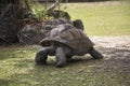 A turtle is walking