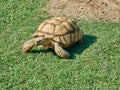 Turtle walking meadow Royalty Free Stock Photo