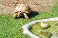 Turtle walking meadow Royalty Free Stock Photo