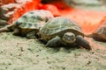 Turtle walking on sand Royalty Free Stock Photo