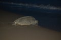 Turtle walking to the sea after leaving its eggs on the beach, in a hole. Night picture, Tortuguero, Costa Rica. Royalty Free Stock Photo