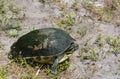 Turtle walking to the water. Royalty Free Stock Photo