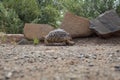 Turtle walking in the wild in South Africa Royalty Free Stock Photo