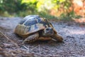 Turtle walking in the forest on a hot summer day