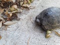 Turtle walks on a road