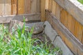 The turtle is warming up near the stone. Reproduction of turtles at home. Fence for turtles with natural habitat