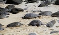 Turtle watching at Hookipa Beach, Hana Highway, Island of Maui, Hawaii, United States Royalty Free Stock Photo