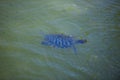 Turtle at the sea in kassandra, greece