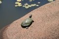 Turtle and water with lily pads Royalty Free Stock Photo