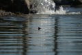 Turtle in the water National park Royalty Free Stock Photo