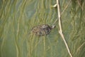 Turtle in water river