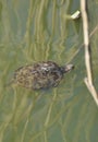 Turtle in water river