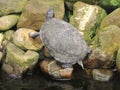 Turtle Royalty Free Stock Photo