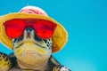 A turtle wearing glasses and a hat is relaxing on a tropical beach Royalty Free Stock Photo