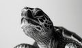 turtle on white background, close-up, black and white Royalty Free Stock Photo