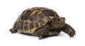 Turtle on a white background