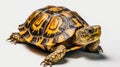 Turtle on white background top view. Generative AI Royalty Free Stock Photo