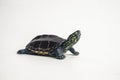 Turtle on white background