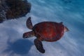 Turtle wildlife sealife green tortue reptile