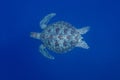 Turtle wildlife sealife green tortue reptile underwater