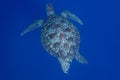 Turtle wildlife sealife green tortue reptile underwater
