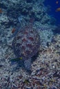 Turtle wildlife sealife green tortue reptile underwater