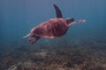 Turtle wildlife sealife green tortue reptile wildlife underwather