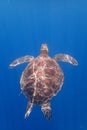 Turtle wildlife sealife green tortue reptile wildlife underwather dive snorkeling