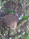 Turtle wind chime in tangled vine of jasmine