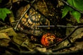turtle in the woods