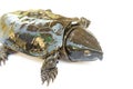 Turtle & x22;Platysternon megacephalum& x22; on a white background,Is a freshwater turtle, carnivorous, Platysternon megacephalum Royalty Free Stock Photo