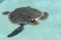 Turtle Xcaret Mexico Royalty Free Stock Photo