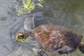 Turtle on Zanzibar