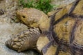 Turtle at the zoo Royalty Free Stock Photo