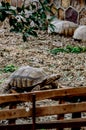 Turtle on the Zoo under training