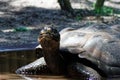 Turtle in ZooTampa at Lowry Park