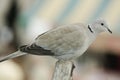 Turtledove Royalty Free Stock Photo