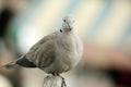 Turtledove Royalty Free Stock Photo