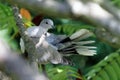 Turtledove