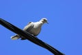 Turtledove Royalty Free Stock Photo