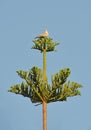 Turtledove on araucaria tree