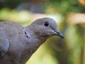 Turtledove bird portrait in profile in nature. Royalty Free Stock Photo